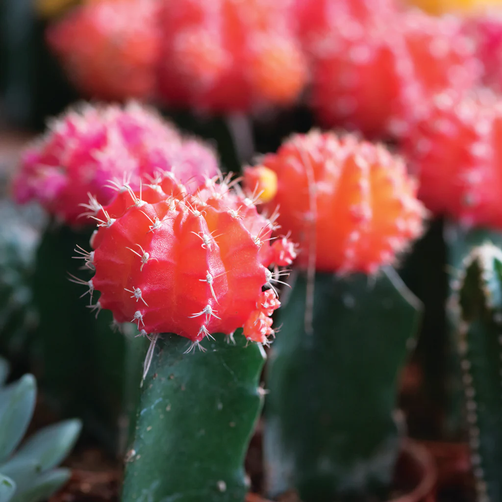 Aloe Water & Cactus Fragrance Oil (Special Order)