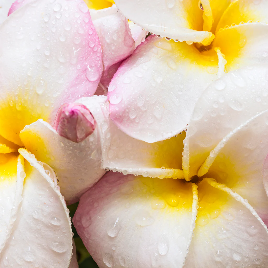 Aloha Waikiki* Fragrance Oil 220