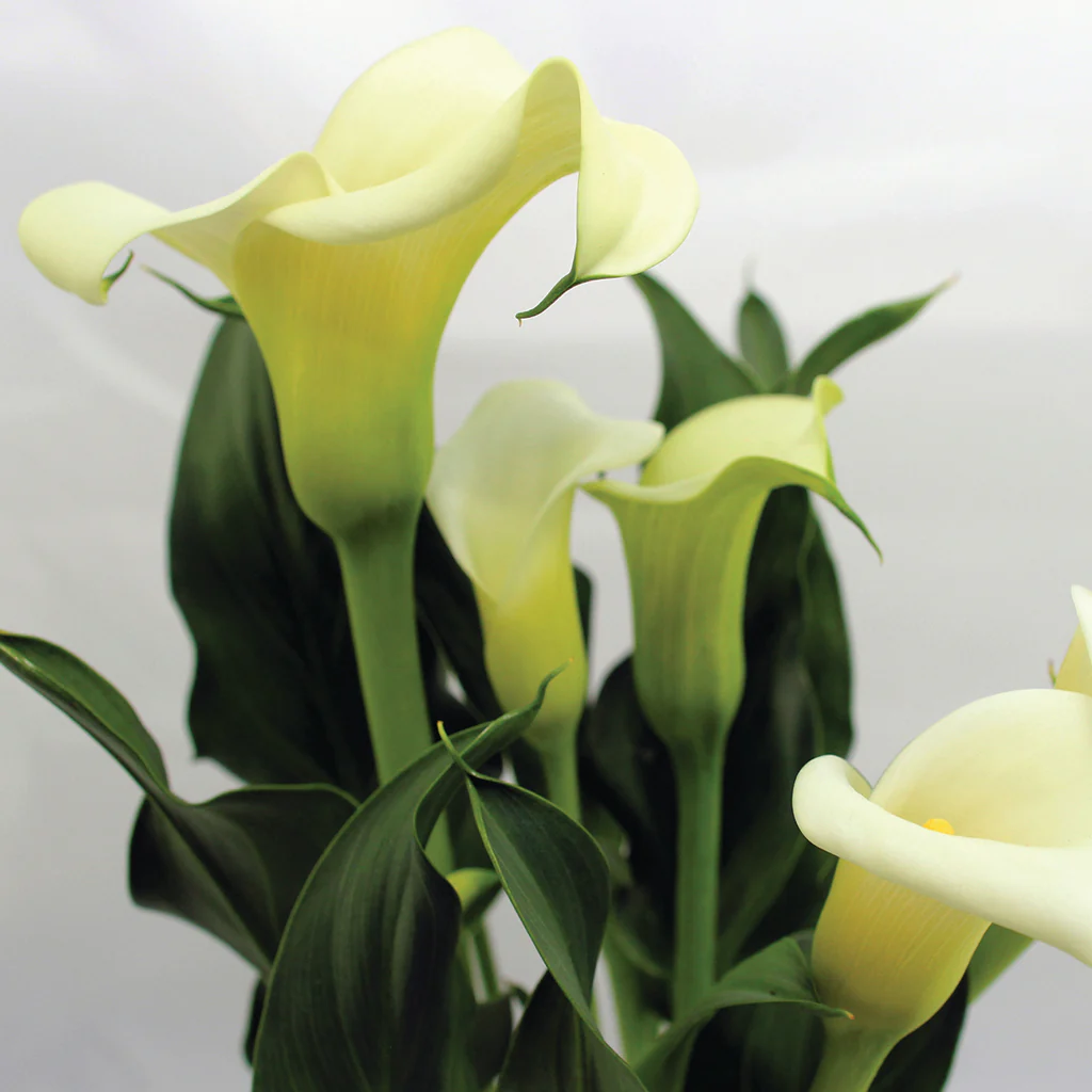 Calla Lily* Fragrance Oil 328