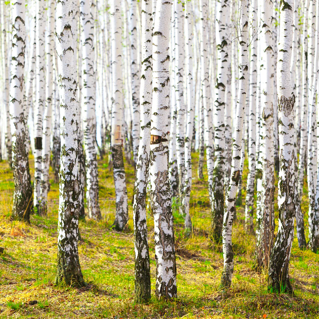 Cashmere Woods Fragrance Oil 700