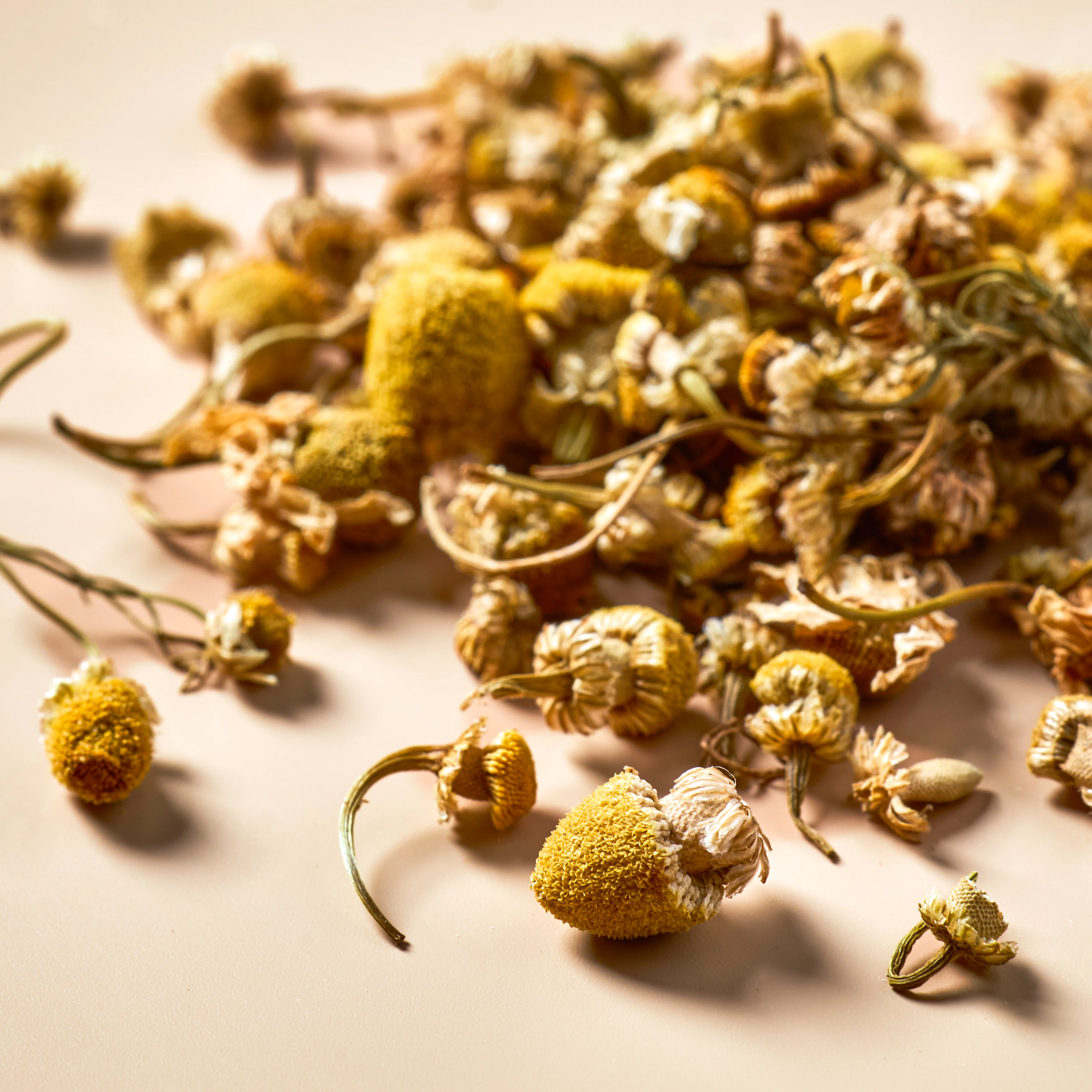 Chamomile Flowers - Botanical - Image 3