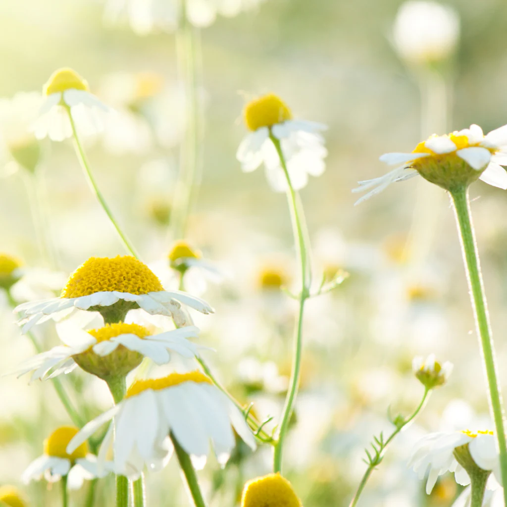 Chamomile Neroli - EO & FO Blend 609