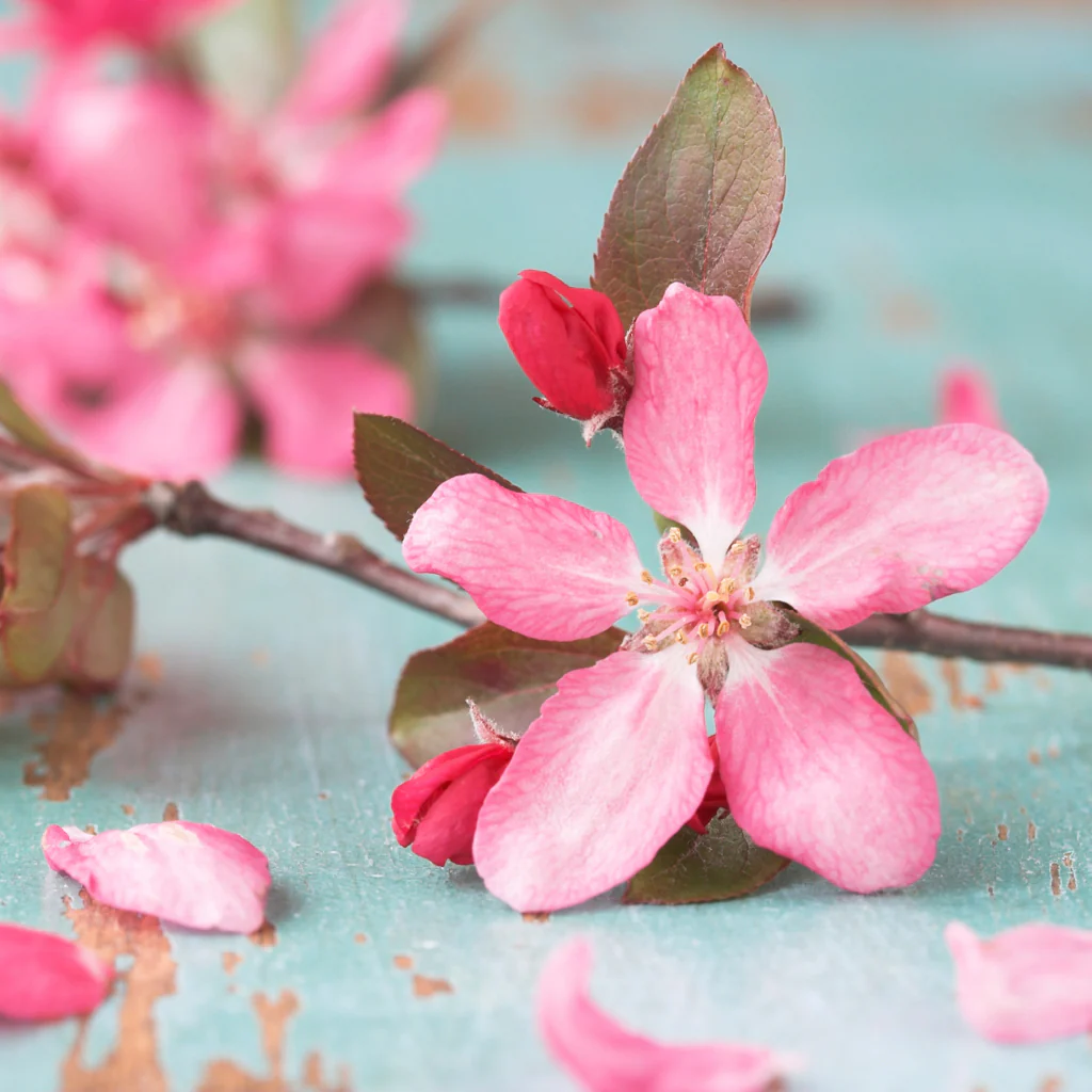 Cherry Blossom* Fragrance Oil 192