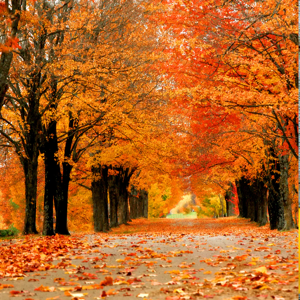 Cider Lane* Fragrance Oil 868