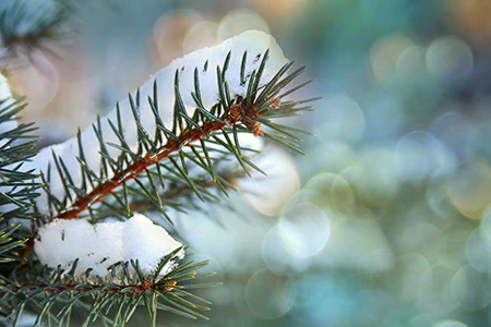 Cinnamon & Spruce Fragrance Oil 15227