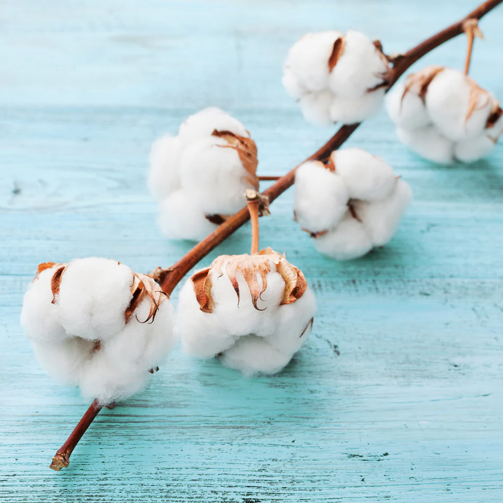 Clean Cotton* Fragrance Oil 335