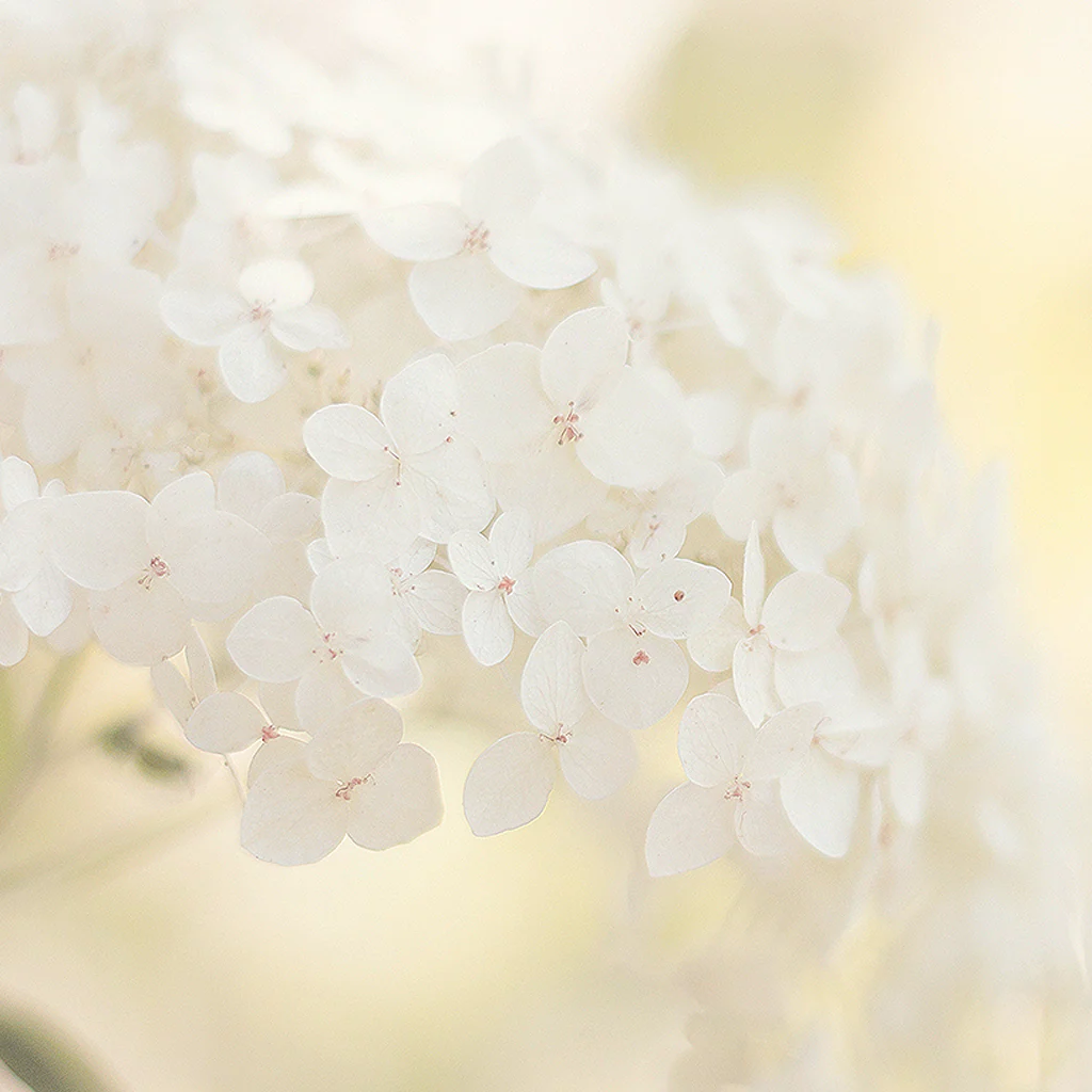 Clean Floral Fragrance Oil - FF# 12 (Special Order)