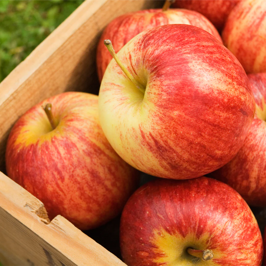 Country Apple* Fragrance Oil 476
