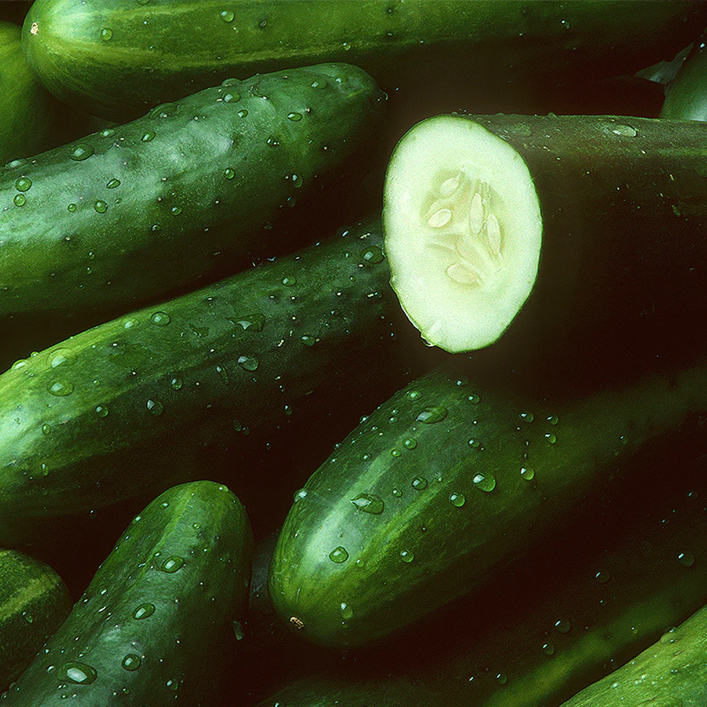 Cucumber Fragrance Oil - FF# 6 - 11853