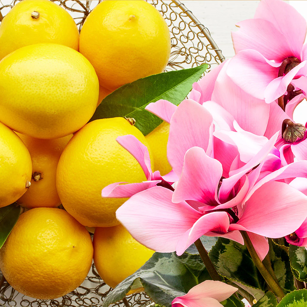 Cyclamen & Citron Fragrance Oil (Special Order)