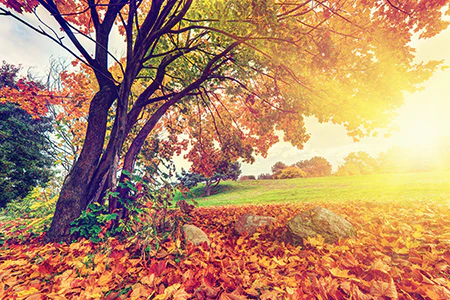 Falling Leaves (FES) Fragrance Oil 15467