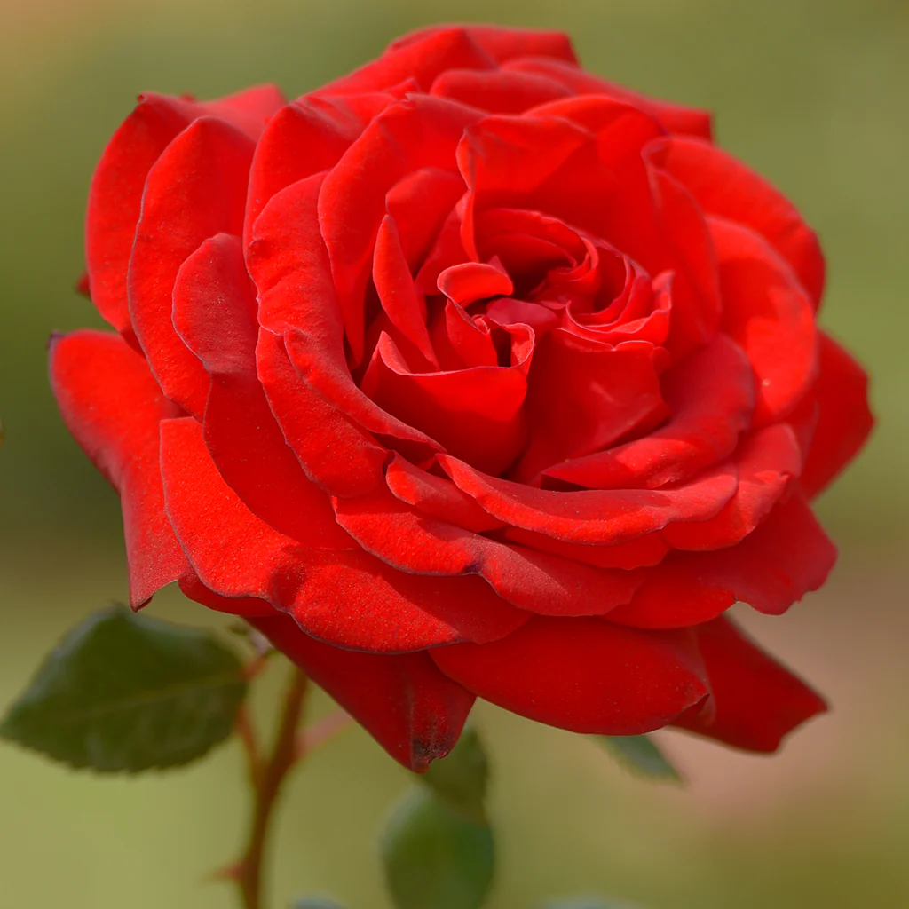 Fresh Cut Roses* - EO & FO Blend 110