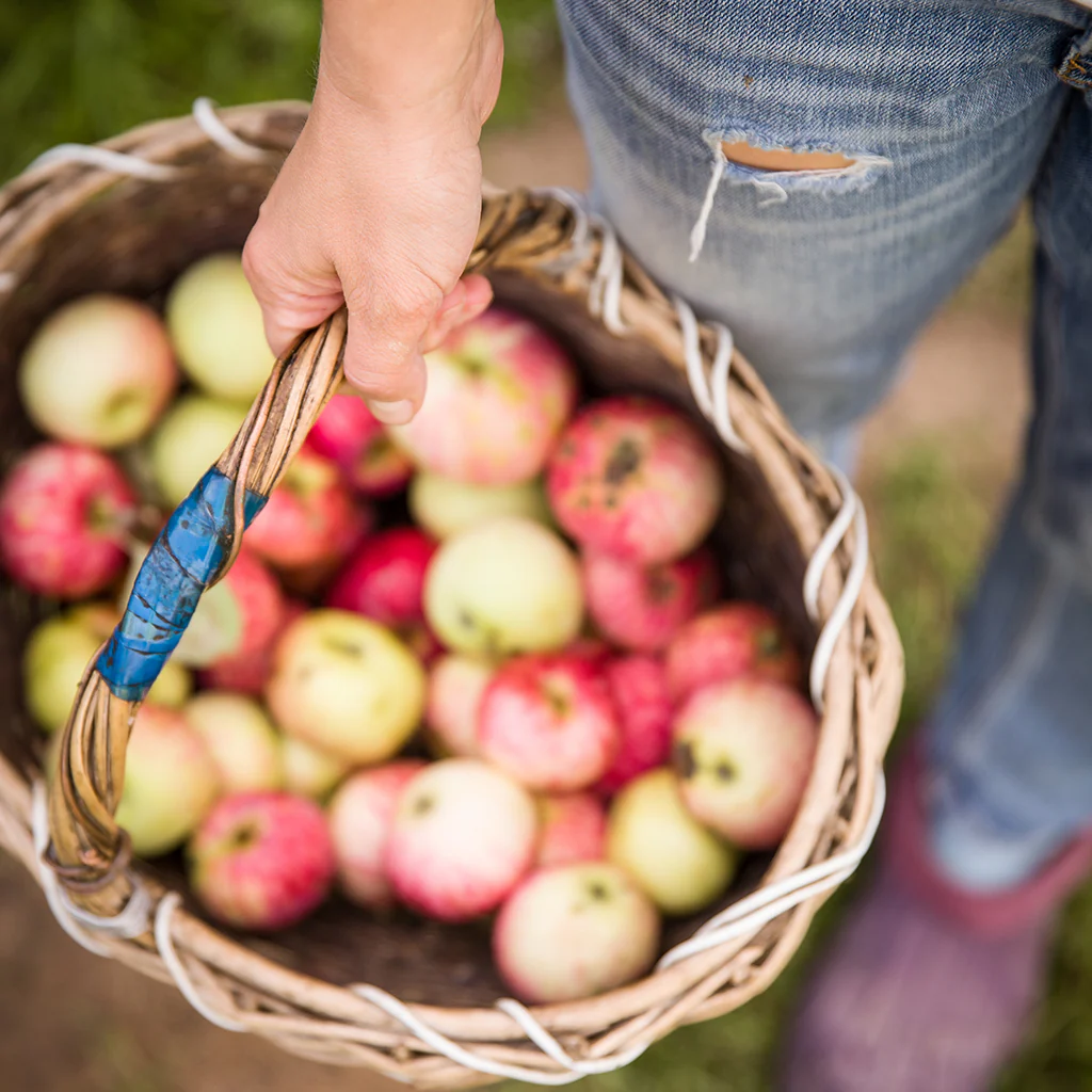 Fresh Picked Apple* Fragrance Oil 165
