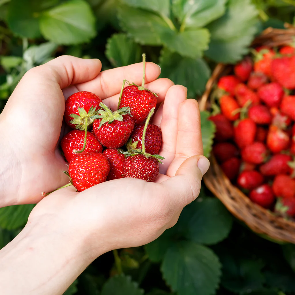 Fresh Picked Strawberry* Fragrance Oil 517