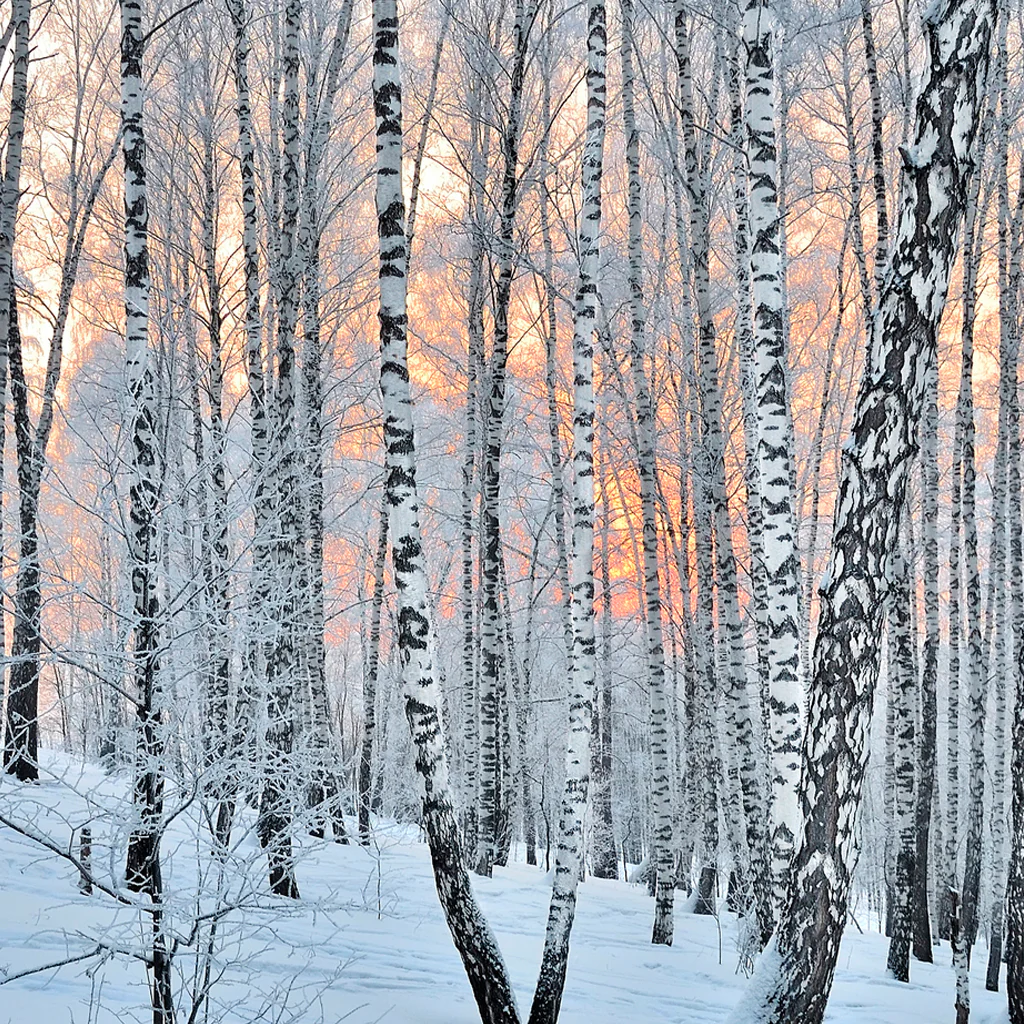 Frosted Birch & Juniper Fragrance Oil 870