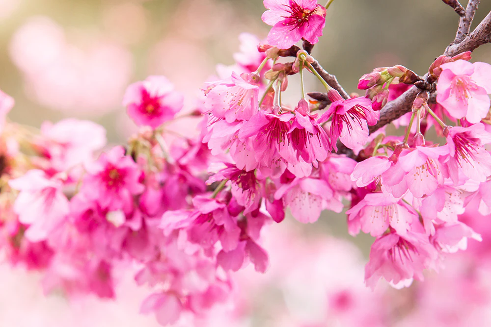 Hanami Fragrance Oil 15627