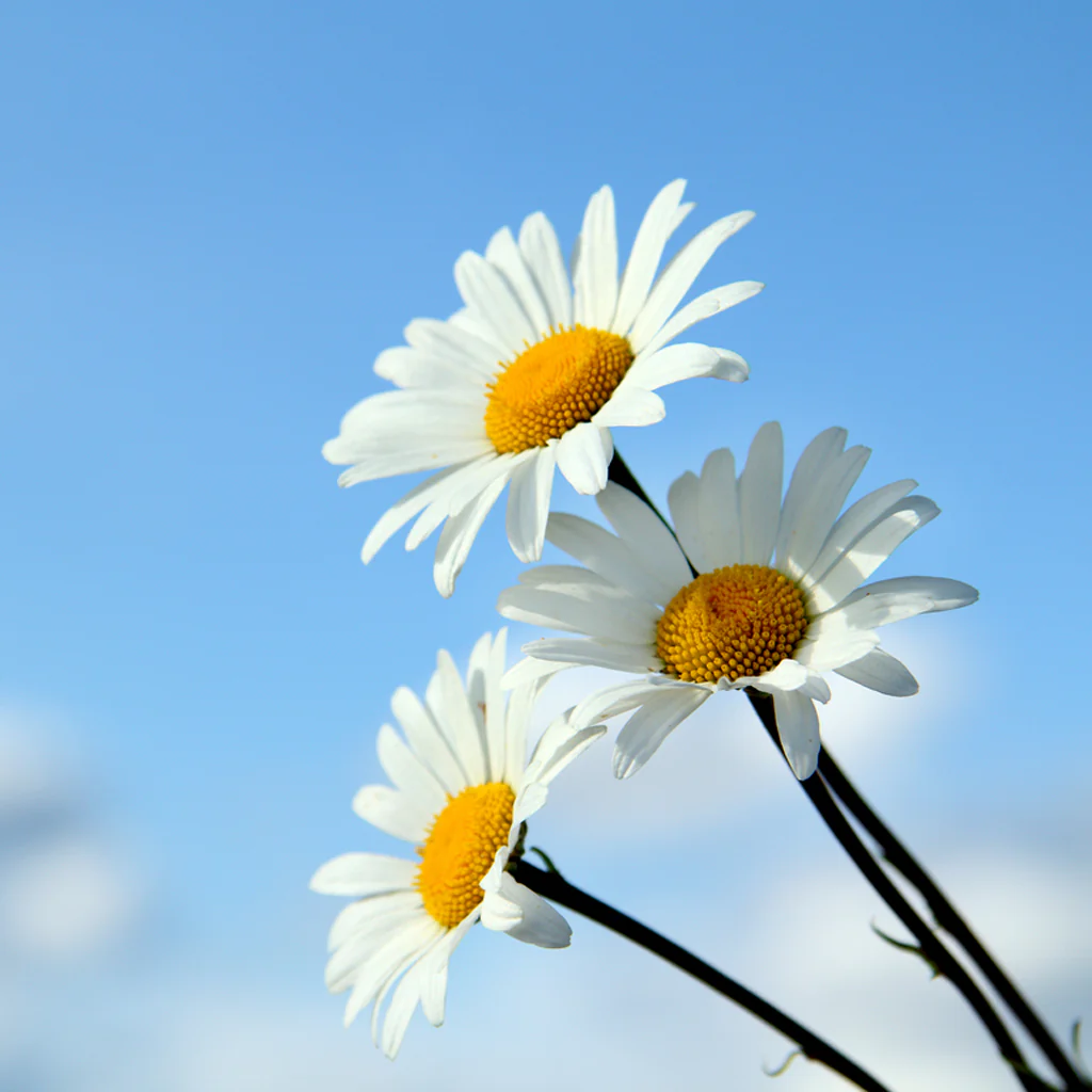 Hello Daisy Fragrance Oil (Special Order)