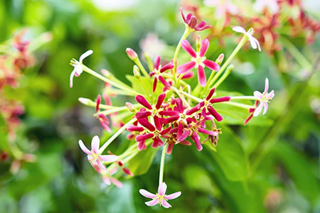 Honeysuckle & White Patchouli* Fragrance Oil 16462