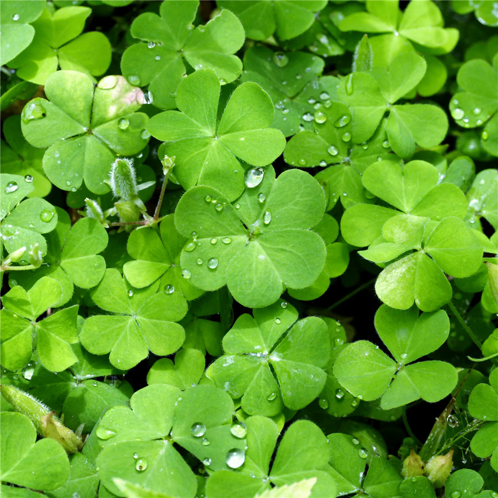 Irish Spring* Fragrance Oil 990