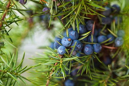 Juniper Breeze* Fragrance Oil 15696