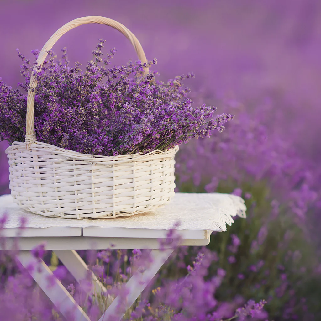 Lavandin Essential Oil - 100% Pure 576