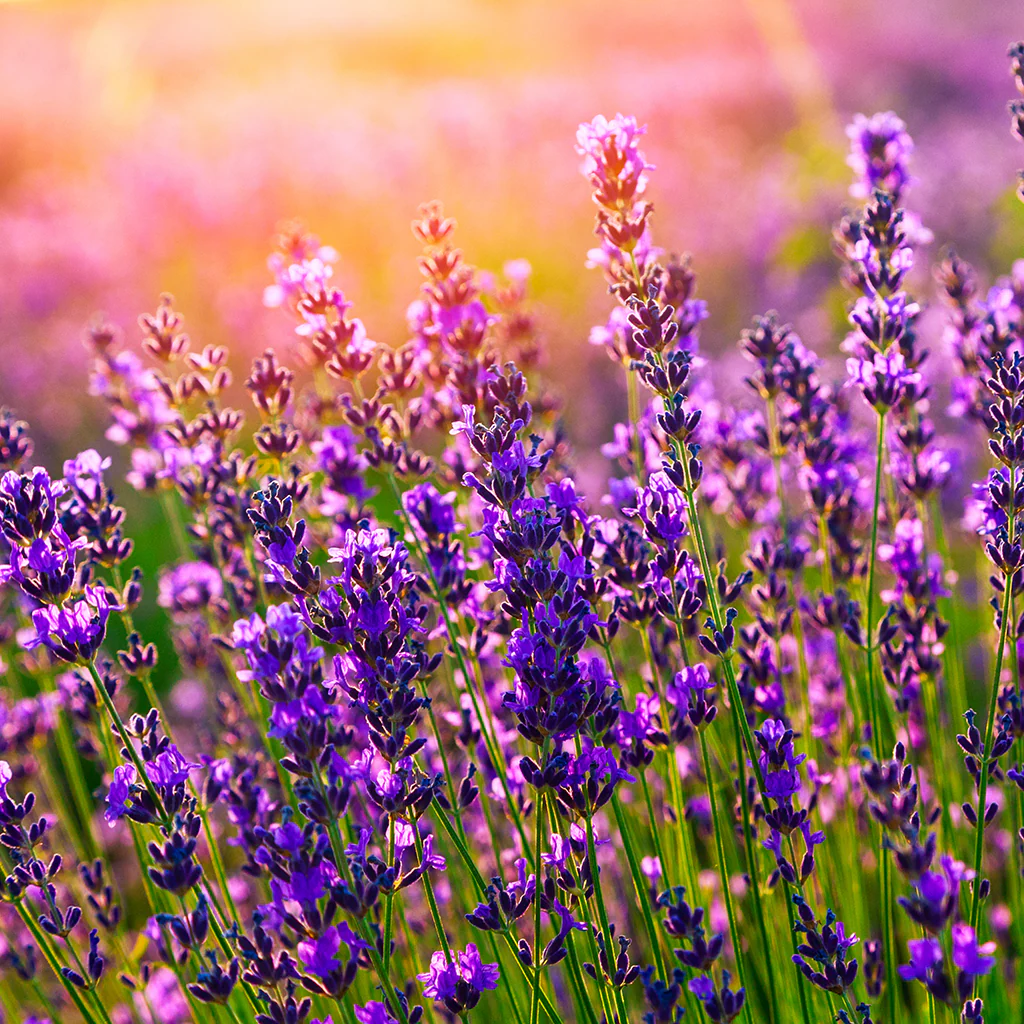 Lavender 40/42 Essential Oil - 100% Pure 139