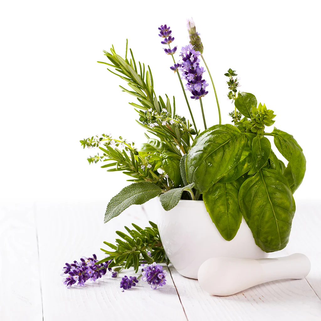 Lavender & Basil Fragrance Oil 629