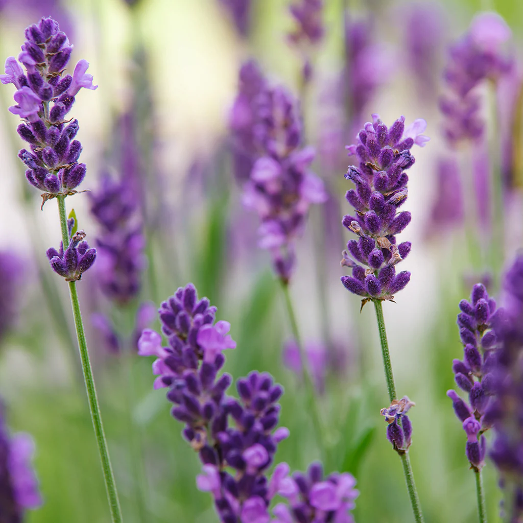 Lavender Breeze - EO & FO Blend (Special Order)
