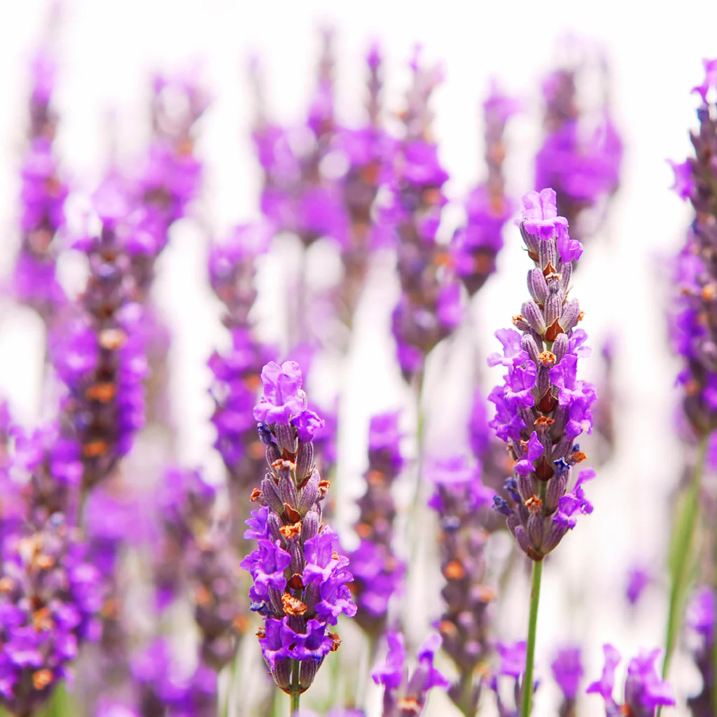 Lavender* - EO & FO Blend 590