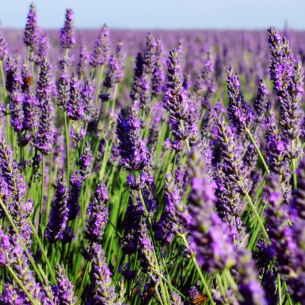 Lavender Fields - EO & FO Blend 99