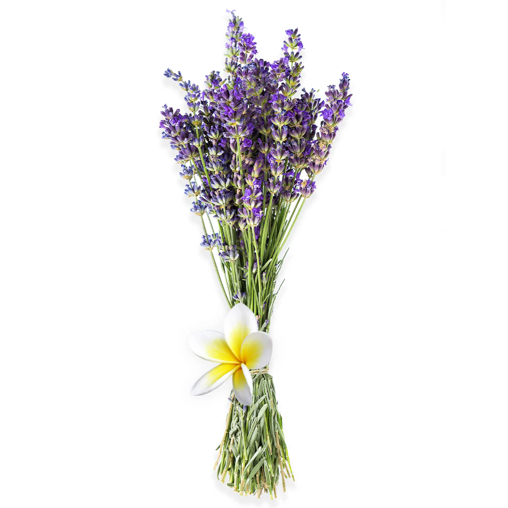 Lavender & Plumeria - Natural Fragrance Oil (SO)