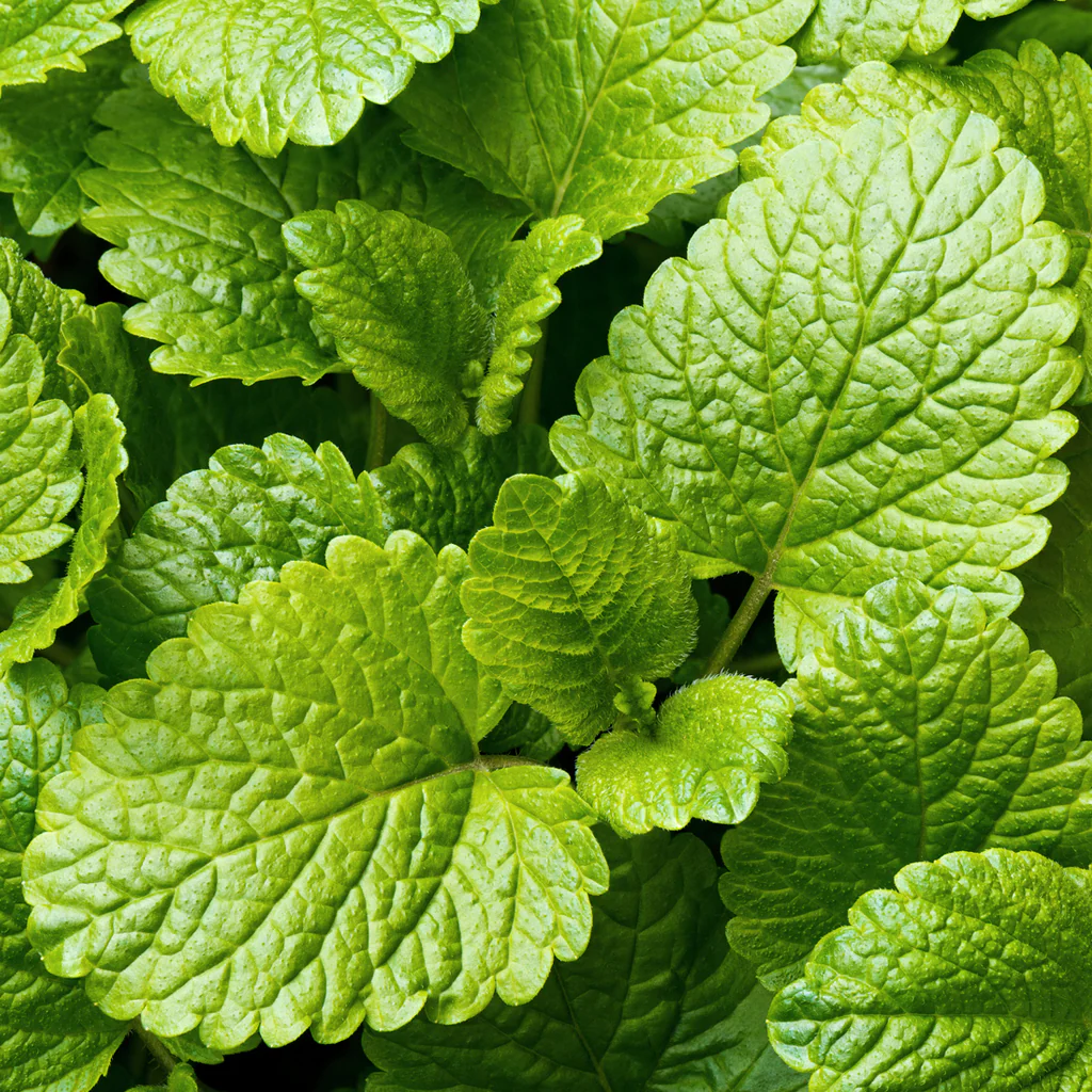Lemon Balm Fragrance Oil (Special Order)