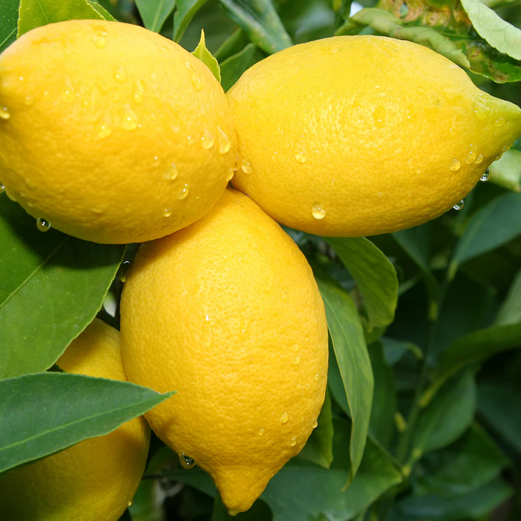 Lemon, Lemon, Lemon - EO & FO Blend 205