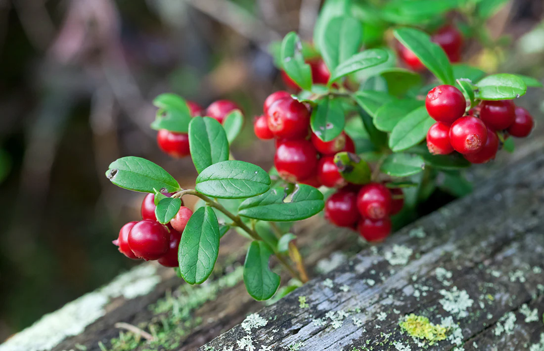 Lingonberry Wreath Fragrance Oil 14962