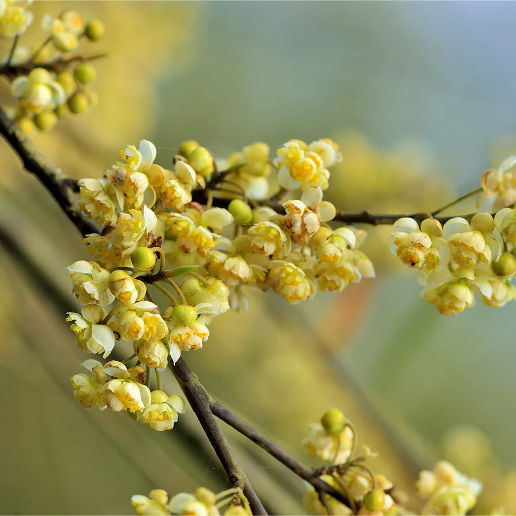 Litsea Cubeba Essential Oil - 100% Pure 709