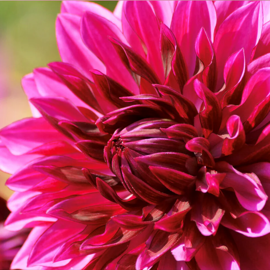 Magenta Dahlia & Woods Fragrance Oil 1105