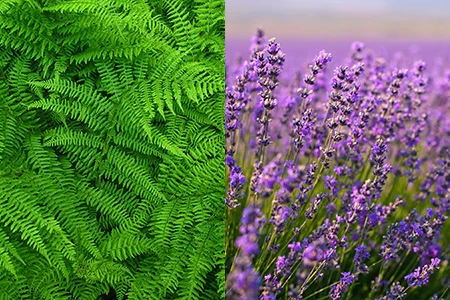 Ming Fern & Lavender Fragrance Oil 15821