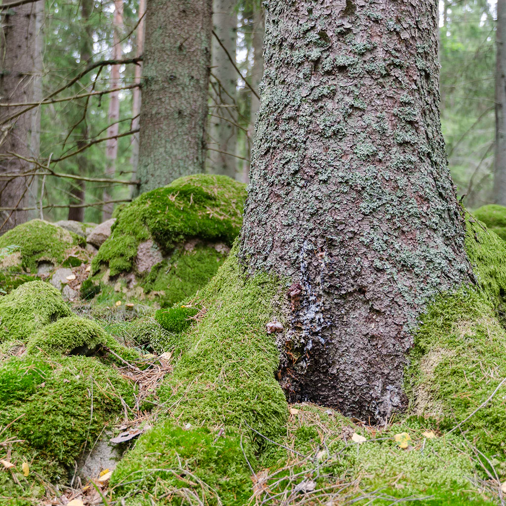 Oakmoss & Spruce Fragrance Oil (Special Order)