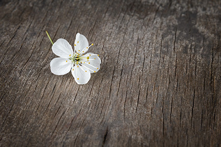 Oud Wood Fragrance Oil 15891