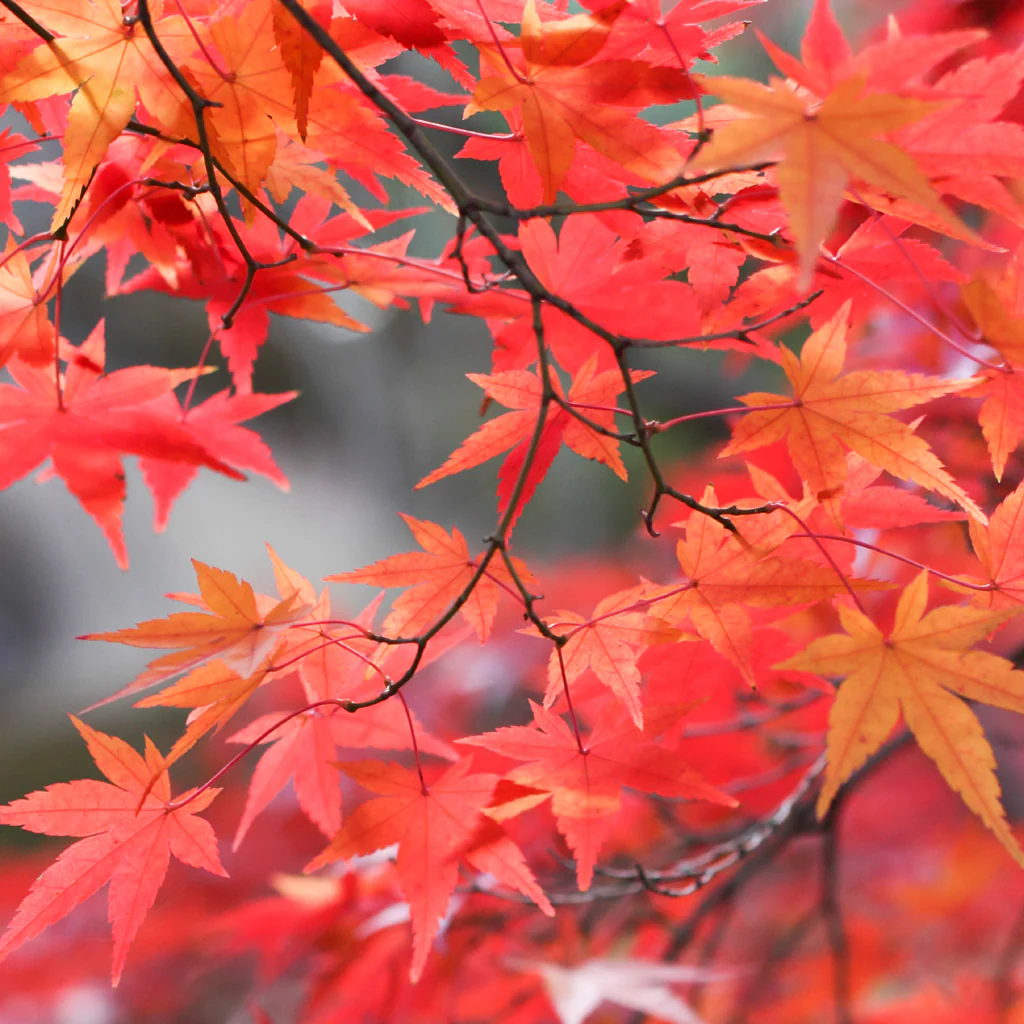 Radiant Red Maple* Fragrance Oil 835