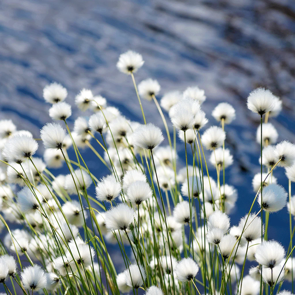 Rain Blossom & Cotton - Natural Fragrance Oil