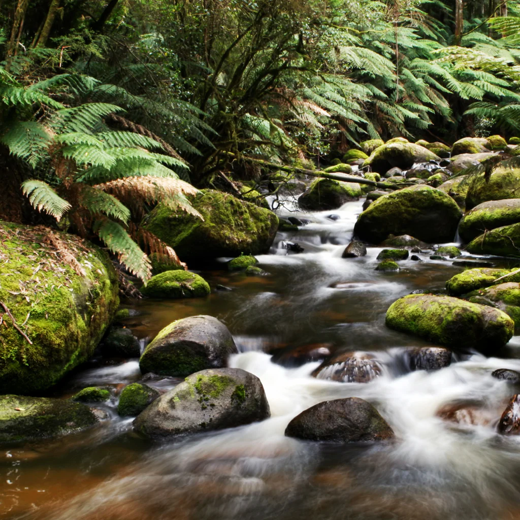 Rainforest - Natural Fragrance Oil 668