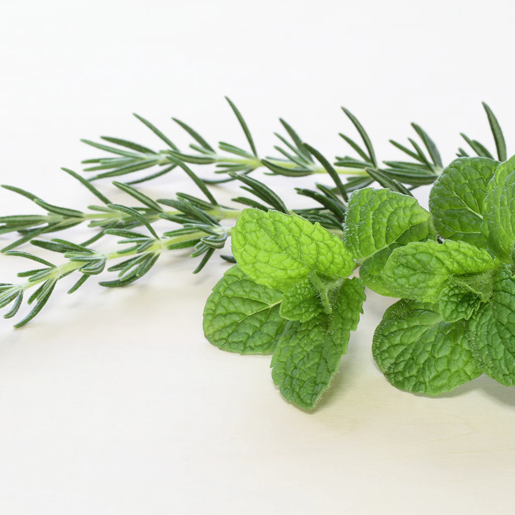 Revitalizing Rosemary Mint Fragrance Oil 209