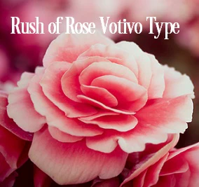 Rush of Rose* Fragrance Oil 20272