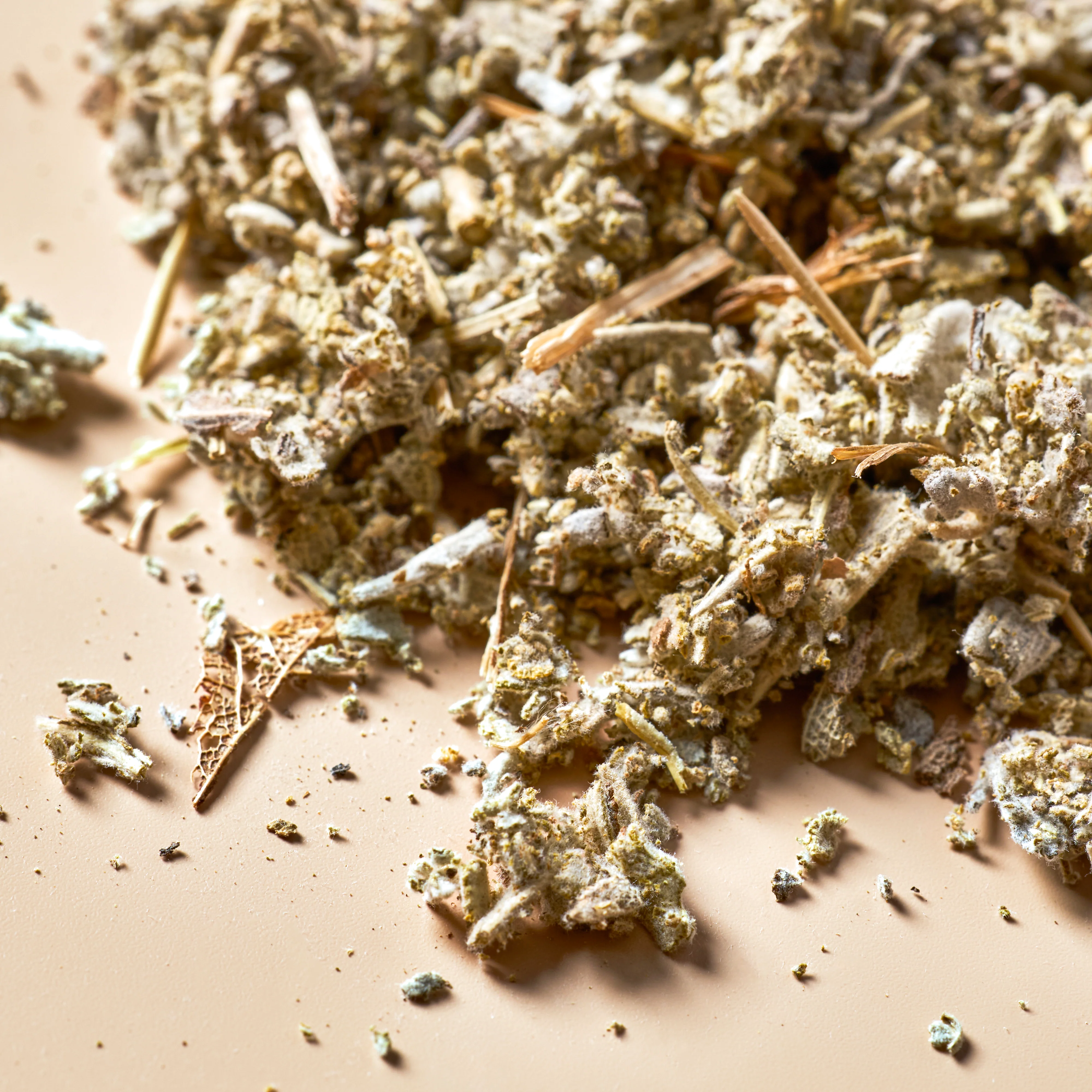 Sage - Botanical - Image 3
