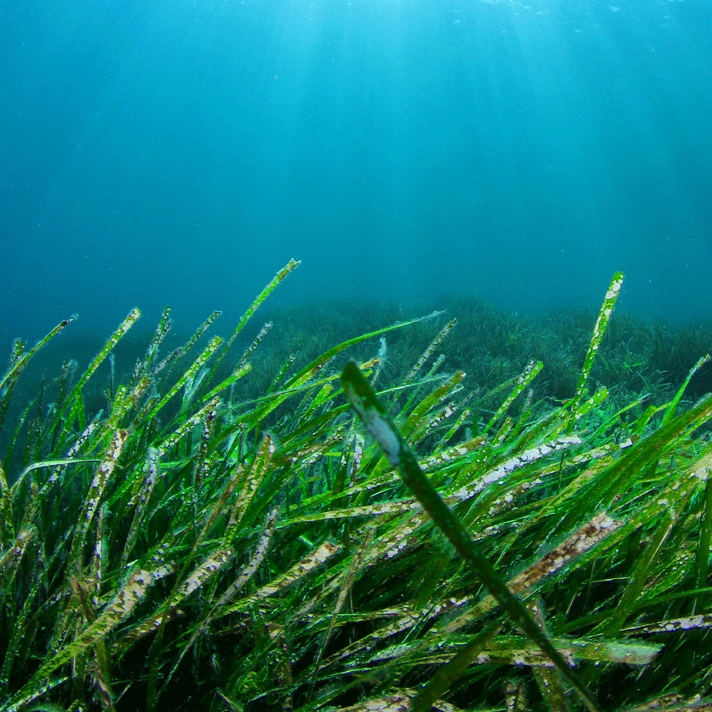 Sea Grass & Herbs - Natural Fragrance Oil (SO)