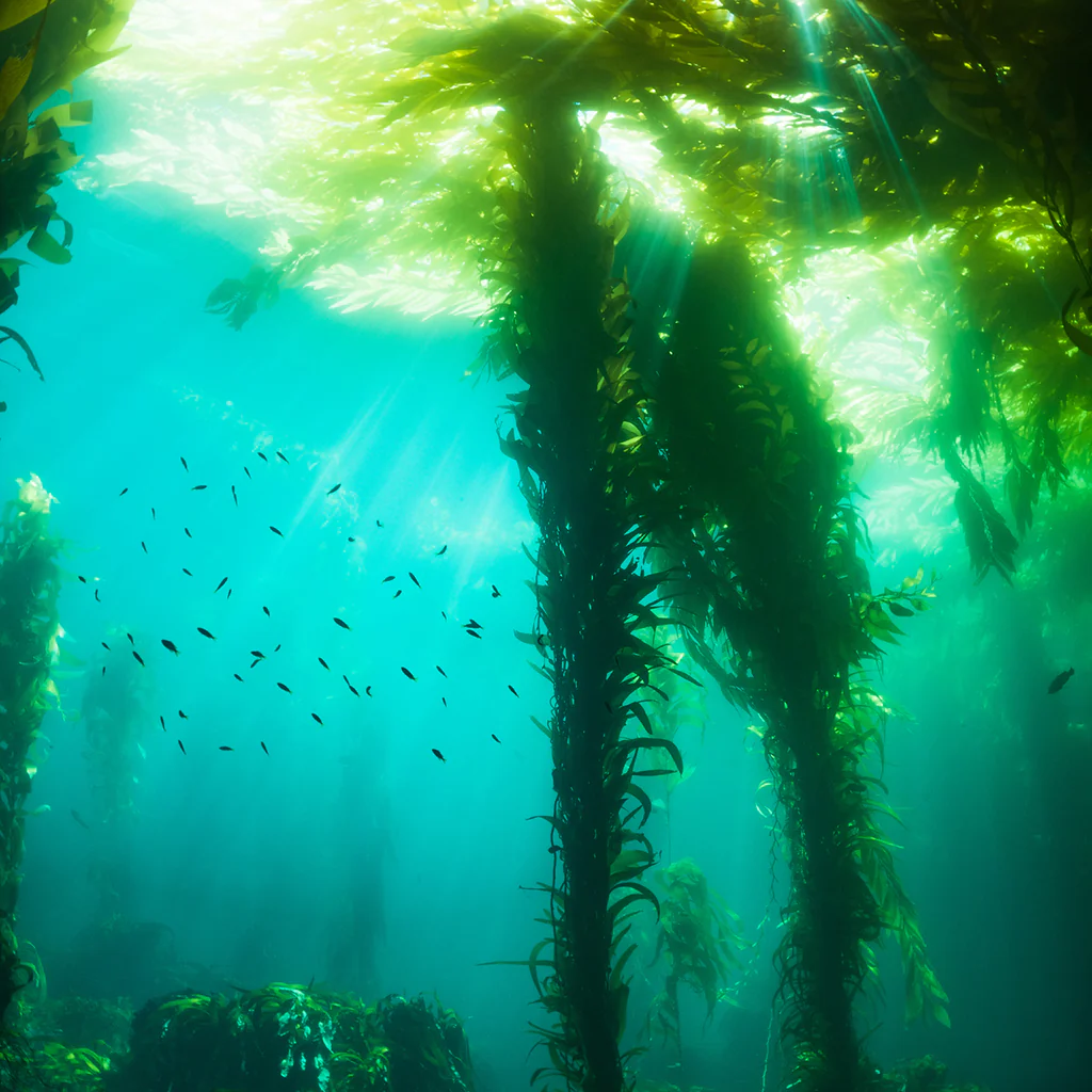 Sea Kelp & Agave Fragrance Oil 336
