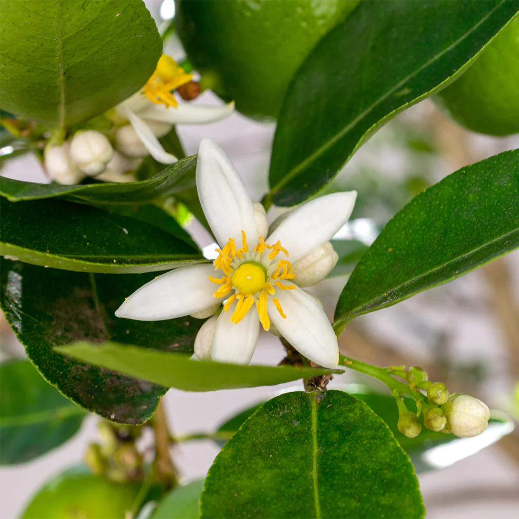 Sicilian Lime Fragrance Oil 435