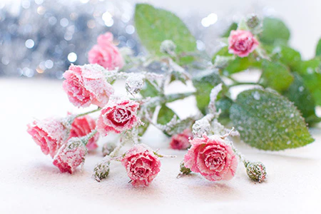 Snowkissed Sugar* Fragrance Oil 16522