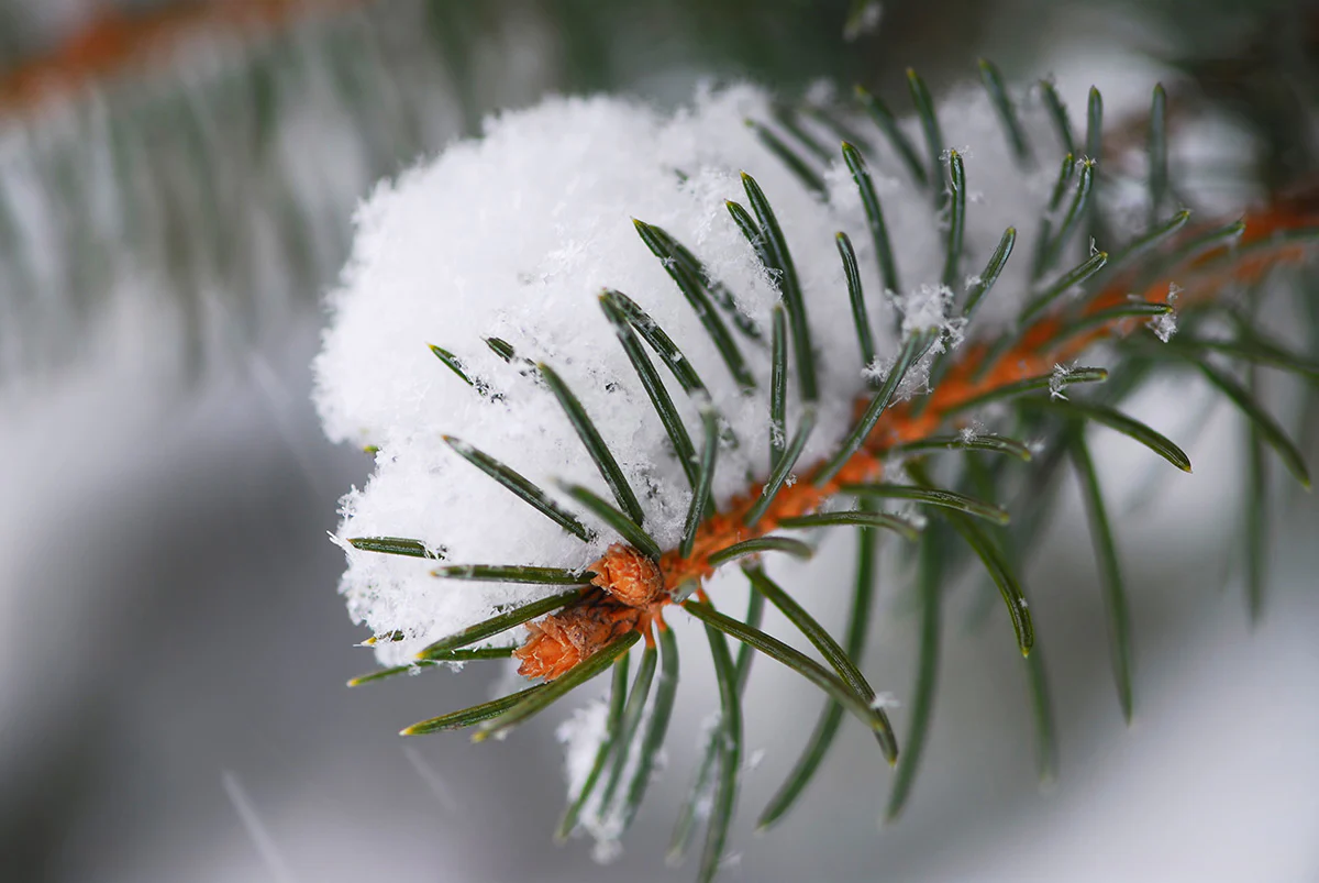 Sugared Spruce Fragrance Oil 16926